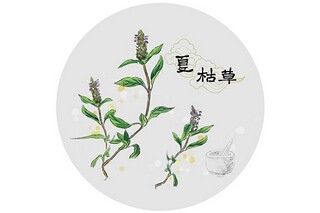 新年拜年的英语短作文(春节拜年的作文800字)